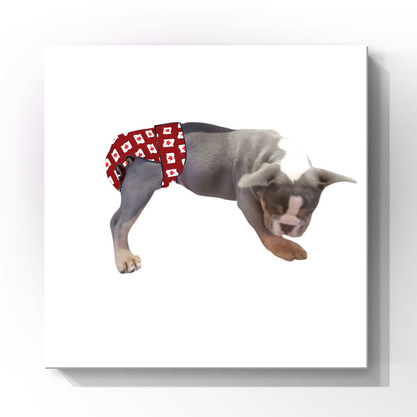 Female Dog Diapers (Britches) - Washable