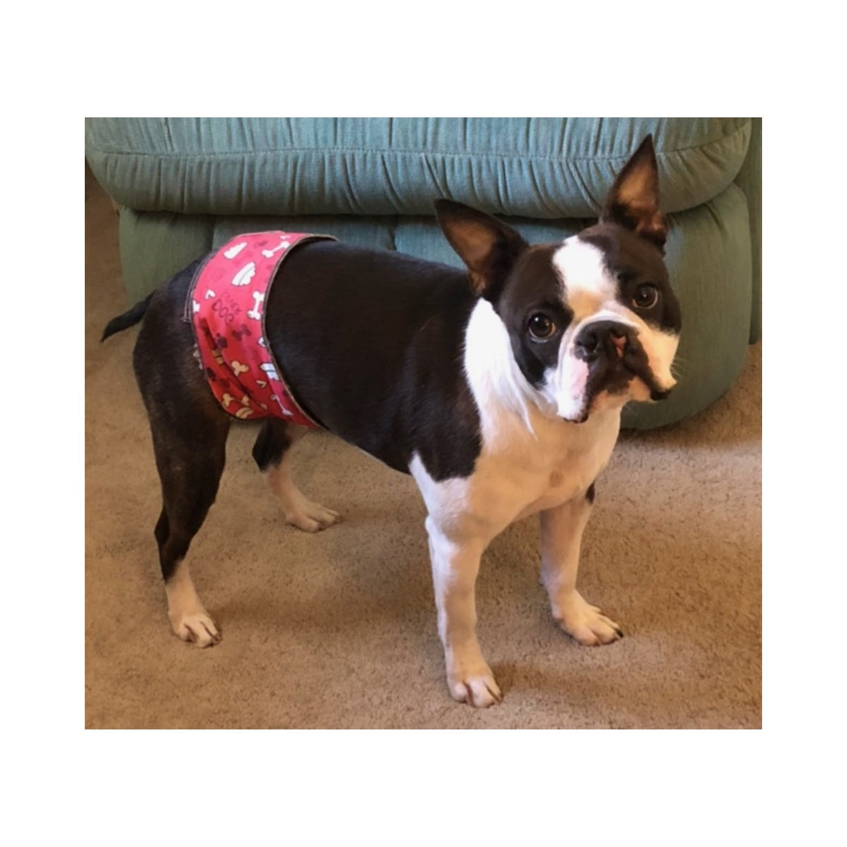 Male Dog Belly Band – Wide-Coverage