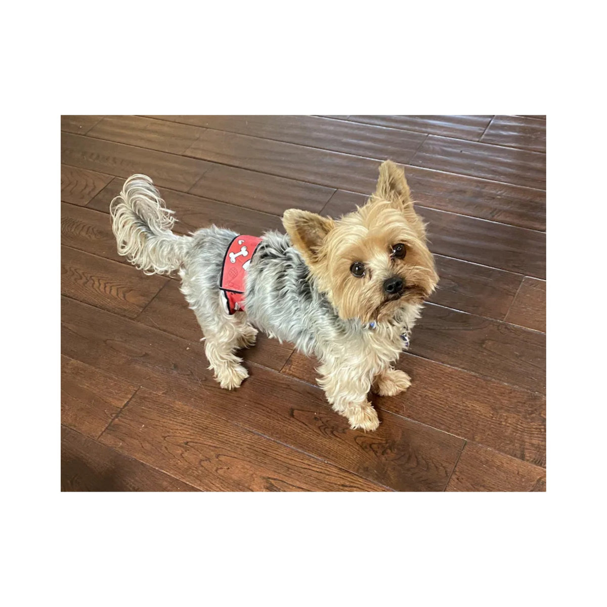 Male Dog Belly Band – Contoured Fit