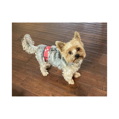 Male Dog Belly Band – Contoured Fit