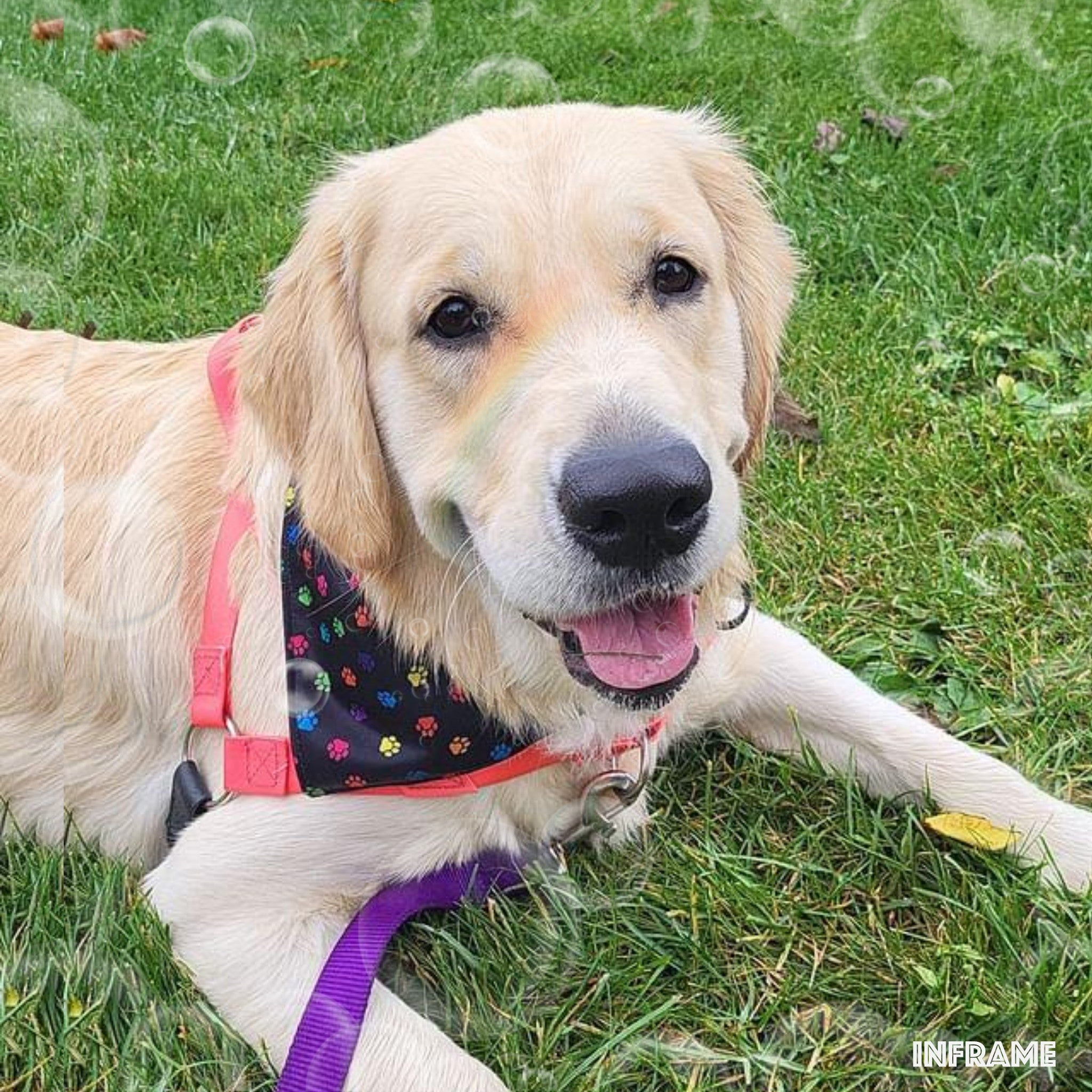 Paw best sale print bandana