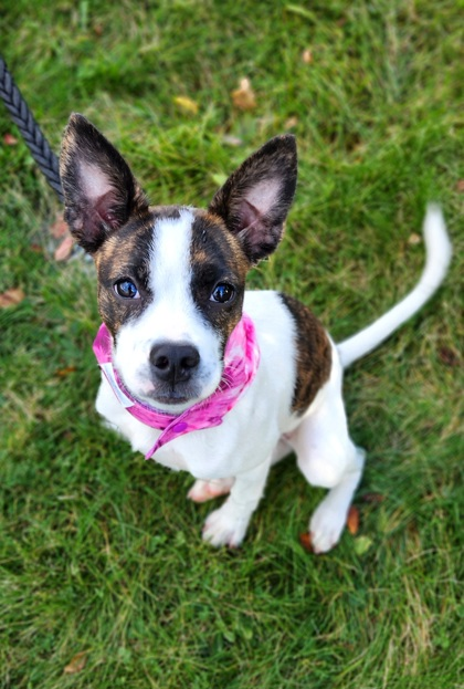 Large online dog bandanas